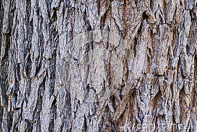 A image of a tree bark texture background Stock Photo