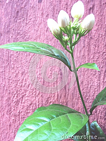 Mogra flower with pink background Stock Photo