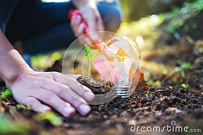 A woman using shovel to plant a small tree with a lightbulb glowing on the ground Stock Photo