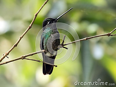 Talamanca Hummingbird Eugenes spectabilis ,Panama Stock Photo