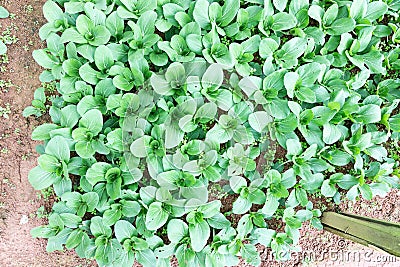 Closeup of imperfect organic vegetables with bugs bites Stock Photo