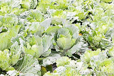 Closeup of imperfect organic vegetables with bugs bites Stock Photo