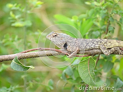 Closeup of Indian garden lizard chameleon resting Stock Photo