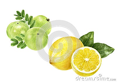 Closeup indian gooseberry fruits amla with leaf and lemon set watercolor illustration isolated on white background Cartoon Illustration