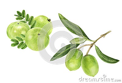 Closeup indian gooseberry fruits amla with leaf and olive set watercolor illustration isolated on white background Cartoon Illustration