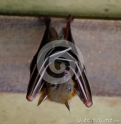 Closeup of an Indonesian short-nosed fruit bat sleeping, hanging upside down Stock Photo