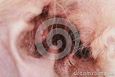 Closeup of infection in dog ear Stock Photo