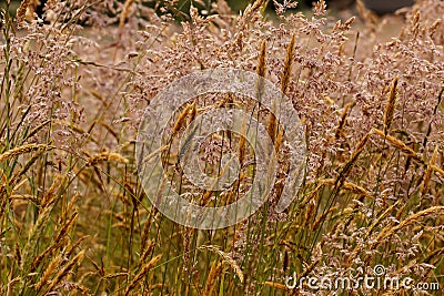 Closeup of meadow grass, a common cause of altergies Stock Photo