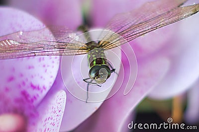 Closeup of an insect flying over a pink-colored flower during the daytime Stock Photo