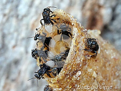 Closeup of insects in a natural outdoor environment, perched on a jagged rock Stock Photo