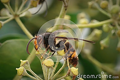 Closeup on the invasive Asian hornet, Vespa velutina, feeding on flowering Ivy, Hedera helix Stock Photo