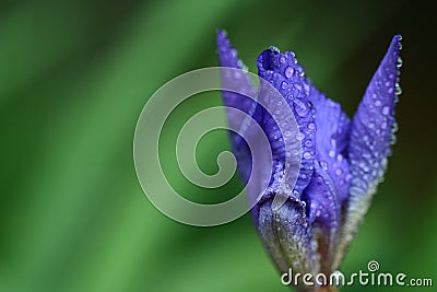 Closeup of an iris flower opening up Stock Photo