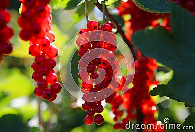 Closeup of isolated bright ripe juicy gooseberries ribes rubrum hanging on bush in german fruit plantation in summer - Germany Stock Photo