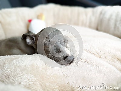 Closeup of Italian Greyhound puppy, blue colour sleeping on the pillow Stock Photo