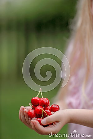 Closeup of a ittle blond girl holding cherries in her hands Stock Photo