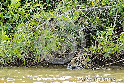 Closeup Jaguar (Head only) Swimming in River by Bushes Stock Photo