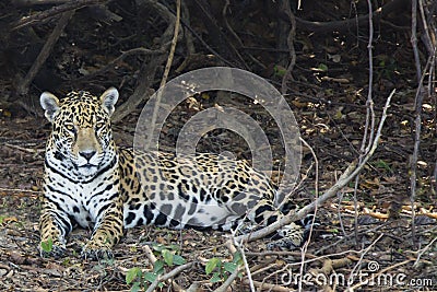 Closeup of Jaguar Lying on Leaf Litter in Jungle Stock Photo