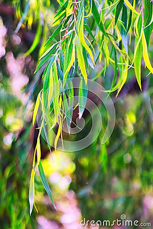 Closeup of jarrah leaves Stock Photo