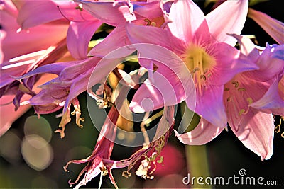 Closeup of Jersey Lily flowers in a garden Stock Photo