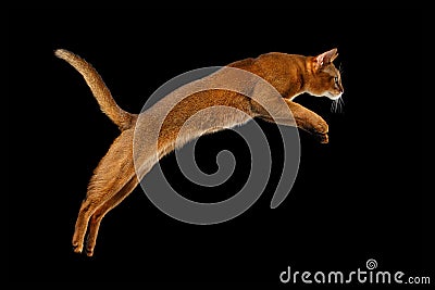 Closeup Jumping Abyssinian cat on black background in Profile Stock Photo