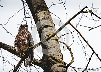 Closeup of juvenile Eagle perched on tree branch in Winter Stock Photo