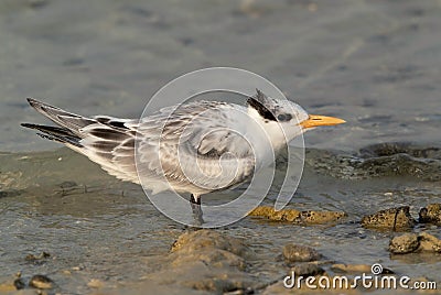 Closeup of a Juvenile Greater Crested Tern at Busaiteen coast of Bahrain Stock Photo