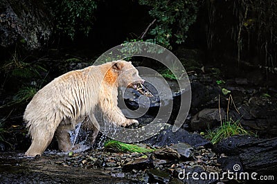 Closeup of a Kermode bear eating fish on the rocks in the Great Bear Rainforest, Canada Stock Photo