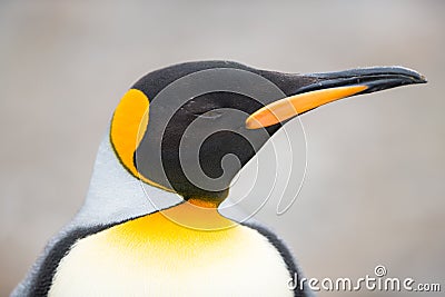 Closeup of King penguin, South Georgia, Antarctica Stock Photo