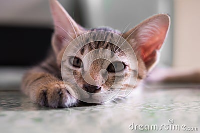 Closeup kitten face is looking on the floor on blur background Stock Photo