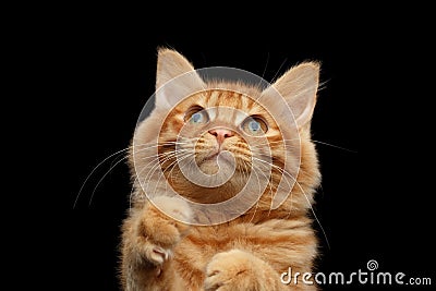 Closeup Kurilian Bobtail Cat Curious Raising up Paws, Black Stock Photo