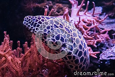 Closeup of a laced moray eel sneaking out of its hideout, a funny tropical fish from the pacific ocean Stock Photo