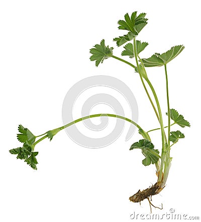 Lady`s mantle, Alchemilla plant isolated on white background Stock Photo