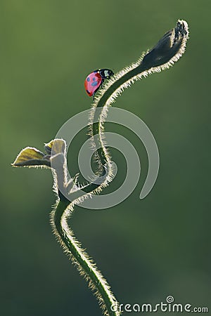 Closeup ladybug Stock Photo