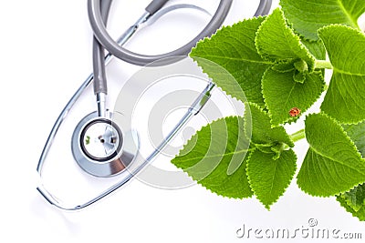 Closeup ladybug on Indian borage, Country borage, Oreille, Orega Stock Photo