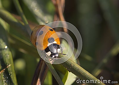 Closeup of Ladybug Stock Photo