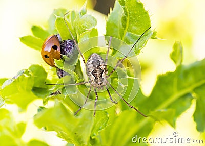 Closeup of Ladybug and Spider Stock Photo