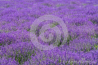 Closeup landscape shot of a beautiful lavender field - perfect for a natural background Stock Photo