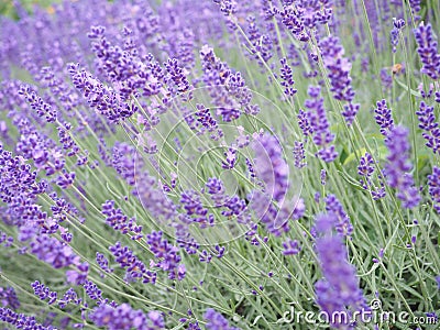 Closeup landscape shot of a lavender plant Stock Photo