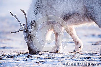 Closeup Landscape with wild reindeer. Winter Svalbard. with massive antlers in snow, Norway. Wildlife scene nature Spitsberg Stock Photo