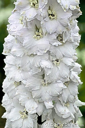 A large cluster of pure white Delphinium flowers Stock Photo