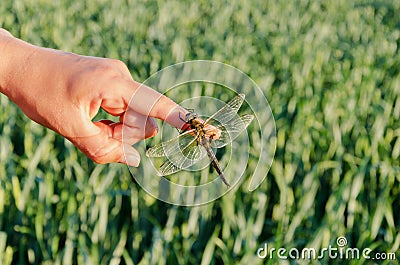 Closeup large damselfly wings on finger Stock Photo