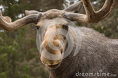 Closeup of a large male moose looking into the camera Stock Photo