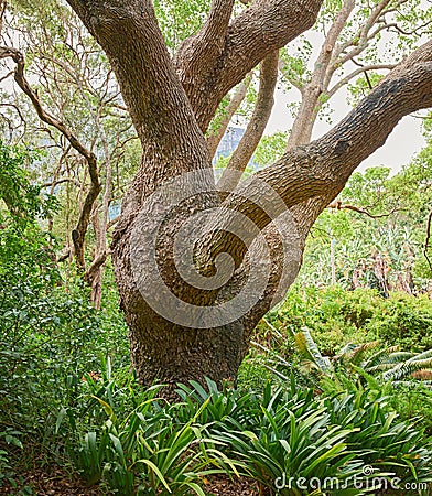 Closeup of a large oak tree growing in a dense forest. Beautiful wild nature landscape of lush green plants in the woods Stock Photo