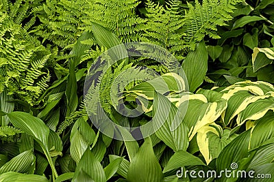 Closeup of large, small, wide and long green leaves Stock Photo