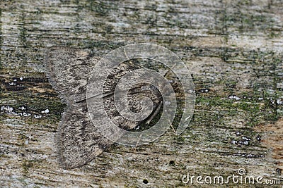 Closeup on a large tabby or grease moth, Aglossa pinguinalis sitting wood Stock Photo