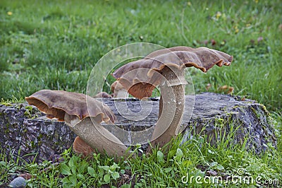 Closeup of large twin toadstool mushroom in front of tree stump Stock Photo
