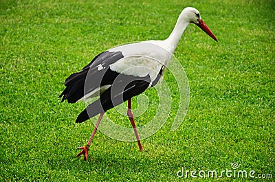 Large white stork closeup in green pasture. black flight feathers and wing coverts, red beak Stock Photo