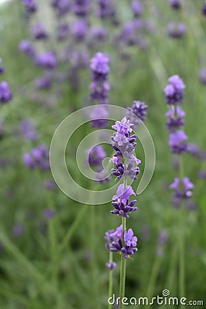 Closeup of lavender flower, shallow depht of field Stock Photo