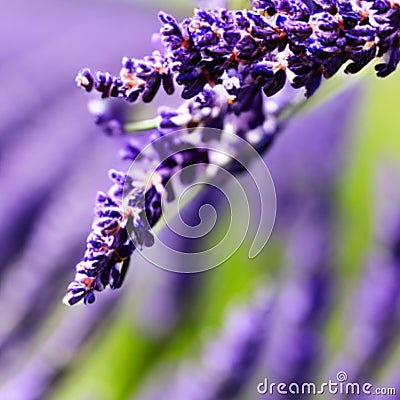 Closeup of lavender flowers blooming purple garden zoom bluring Stock Photo