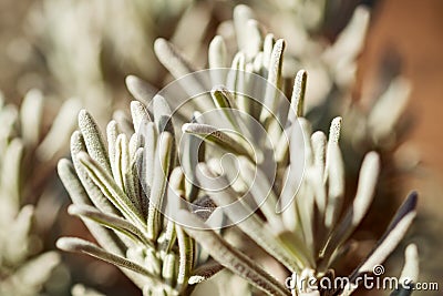 Closeup, lavender leaves in the garden, Lavandula angustifolia Stock Photo